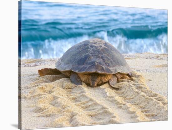 Loggerhead Turtle, Nagata, Kagoshima, Yakushima, Japan-Rob Tilley-Stretched Canvas