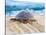 Loggerhead Turtle, Nagata, Kagoshima, Yakushima, Japan-Rob Tilley-Stretched Canvas