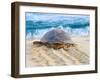 Loggerhead Turtle, Nagata, Kagoshima, Yakushima, Japan-Rob Tilley-Framed Photographic Print