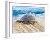 Loggerhead Turtle, Nagata, Kagoshima, Yakushima, Japan-Rob Tilley-Framed Photographic Print