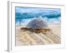 Loggerhead Turtle, Nagata, Kagoshima, Yakushima, Japan-Rob Tilley-Framed Photographic Print