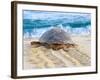 Loggerhead Turtle, Nagata, Kagoshima, Yakushima, Japan-Rob Tilley-Framed Photographic Print