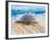 Loggerhead Turtle, Nagata, Kagoshima, Yakushima, Japan-Rob Tilley-Framed Photographic Print