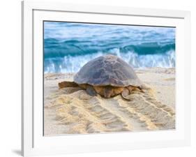 Loggerhead Turtle, Nagata, Kagoshima, Yakushima, Japan-Rob Tilley-Framed Photographic Print