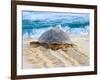 Loggerhead Turtle, Nagata, Kagoshima, Yakushima, Japan-Rob Tilley-Framed Photographic Print