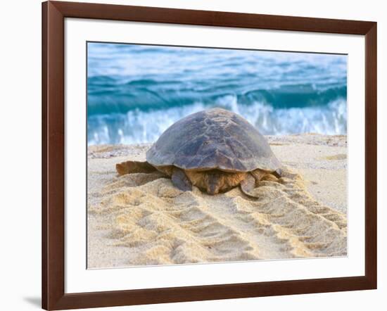 Loggerhead Turtle, Nagata, Kagoshima, Yakushima, Japan-Rob Tilley-Framed Photographic Print