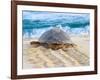 Loggerhead Turtle, Nagata, Kagoshima, Yakushima, Japan-Rob Tilley-Framed Photographic Print