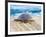 Loggerhead Turtle, Nagata, Kagoshima, Yakushima, Japan-Rob Tilley-Framed Photographic Print