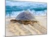 Loggerhead Turtle, Nagata, Kagoshima, Yakushima, Japan-Rob Tilley-Mounted Photographic Print