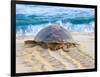 Loggerhead Turtle, Nagata, Kagoshima, Yakushima, Japan-Rob Tilley-Framed Photographic Print