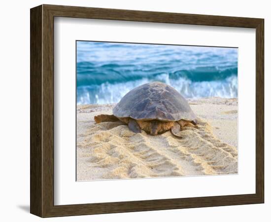 Loggerhead Turtle, Nagata, Kagoshima, Yakushima, Japan-Rob Tilley-Framed Photographic Print