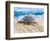 Loggerhead Turtle, Nagata, Kagoshima, Yakushima, Japan-Rob Tilley-Framed Photographic Print