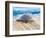 Loggerhead Turtle, Nagata, Kagoshima, Yakushima, Japan-Rob Tilley-Framed Photographic Print