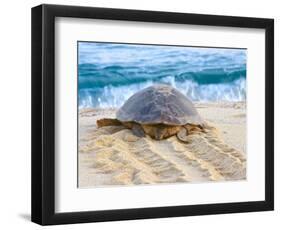 Loggerhead Turtle, Nagata, Kagoshima, Yakushima, Japan-Rob Tilley-Framed Photographic Print