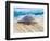 Loggerhead Turtle, Nagata, Kagoshima, Yakushima, Japan-Rob Tilley-Framed Photographic Print