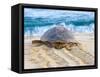 Loggerhead Turtle, Nagata, Kagoshima, Yakushima, Japan-Rob Tilley-Framed Stretched Canvas