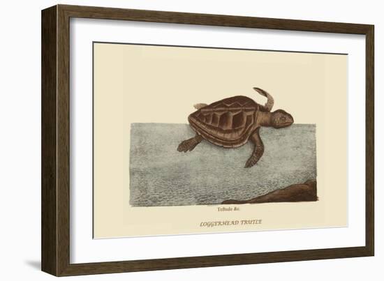 Loggerhead Turtle-Mark Catesby-Framed Art Print