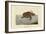 Loggerhead Turtle-Mark Catesby-Framed Art Print