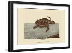 Loggerhead Turtle-Mark Catesby-Framed Art Print