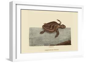 Loggerhead Turtle-Mark Catesby-Framed Art Print