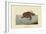 Loggerhead Turtle-Mark Catesby-Framed Art Print