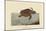 Loggerhead Turtle-Mark Catesby-Mounted Art Print