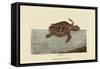 Loggerhead Turtle-Mark Catesby-Framed Stretched Canvas