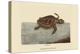 Loggerhead Turtle-Mark Catesby-Stretched Canvas
