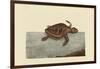 Loggerhead Turtle-Mark Catesby-Framed Art Print