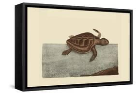 Loggerhead Turtle-Mark Catesby-Framed Stretched Canvas
