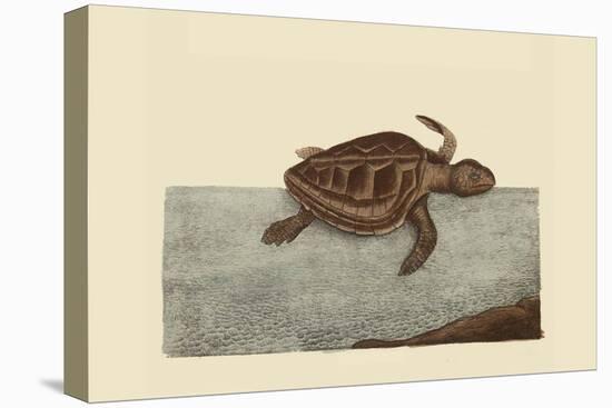 Loggerhead Turtle-Mark Catesby-Stretched Canvas