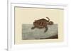 Loggerhead Turtle-Mark Catesby-Framed Art Print