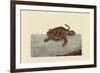 Loggerhead Turtle-Mark Catesby-Framed Art Print