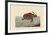 Loggerhead Turtle-Mark Catesby-Framed Art Print