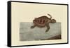 Loggerhead Turtle-Mark Catesby-Framed Stretched Canvas