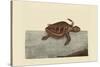 Loggerhead Turtle-Mark Catesby-Stretched Canvas