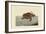 Loggerhead Turtle-Mark Catesby-Framed Art Print