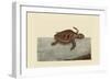 Loggerhead Turtle-Mark Catesby-Framed Art Print