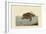 Loggerhead Turtle-Mark Catesby-Framed Art Print