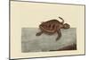 Loggerhead Turtle-Mark Catesby-Mounted Art Print