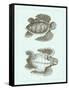 Loggerhead Turtles I-null-Framed Stretched Canvas