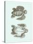 Loggerhead Turtles I-null-Stretched Canvas