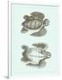 Loggerhead Turtles I-null-Framed Art Print