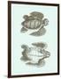 Loggerhead Turtles I-null-Framed Art Print