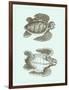 Loggerhead Turtles I-null-Framed Art Print