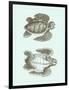 Loggerhead Turtles I-null-Framed Art Print