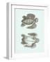 Loggerhead Turtles I-null-Framed Art Print