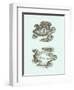 Loggerhead Turtles I-null-Framed Art Print