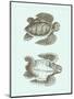 Loggerhead Turtles I-null-Mounted Art Print