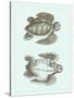 Loggerhead Turtles I-null-Stretched Canvas